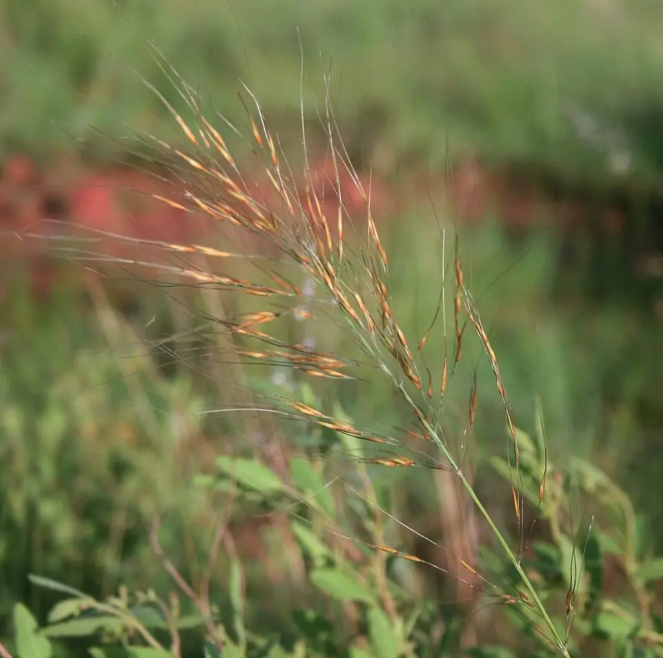 Common Russet Grass Native Plants 